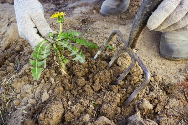 Hand landbouwer verwijderen onkruid uit de bodem — Stockfoto