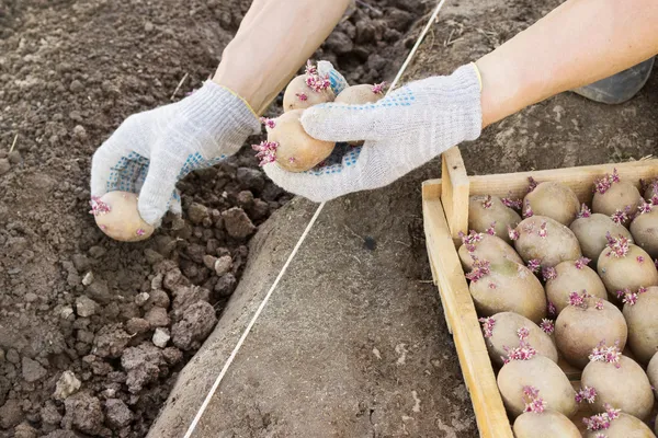 Jarovize and  planting potatoes  manually in your garden — ストック写真