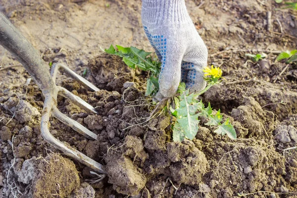 Boer graaft hooivorken schadelijke onkruid — Stockfoto