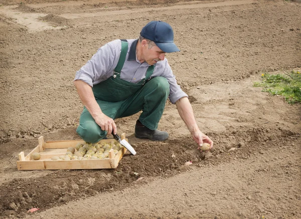 Happy farmer manually put the potatoes — Stock Photo, Image