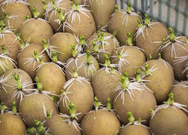 Many germinated potato in a box — Stock Photo, Image