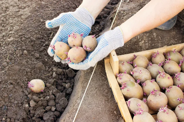 Farmer planting sprouts potatoes in spring — Stock Photo, Image