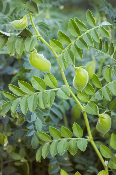 Pod kikkererwten groeien op het veld — Stockfoto