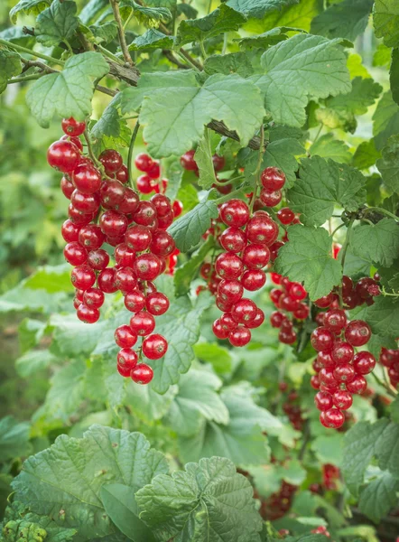 Rote Johannisbeeren auf einem Zweig — Stockfoto