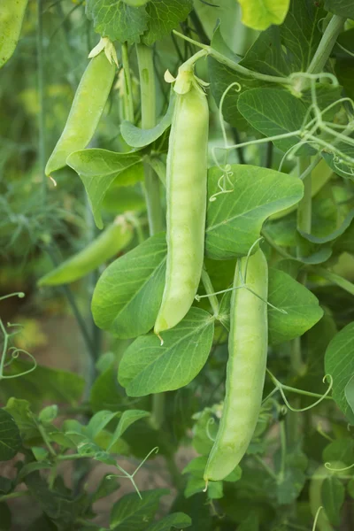 庭で育つ緑エンドウ豆植物 — ストック写真