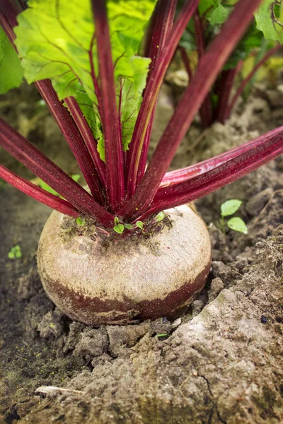 Grande betterave rouge mûrit dans le jardin — Photo