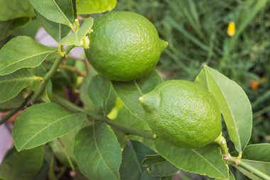 bir arka plan yaz bahçesinde iki limon