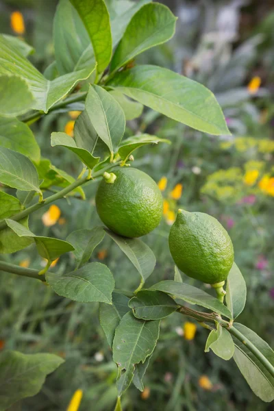 Twee onvolwassen citroen op een tak in een tuin — Stockfoto