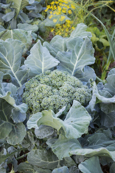 Lush cabbage broccoli in vegetable thickets