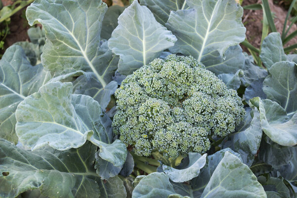 Lush cabbage broccoli in the garden