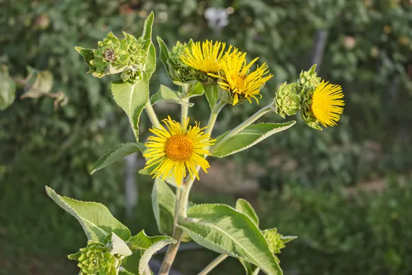 Nard gelbe Blumen auf einem grünen Hintergrund Garten — Stockfoto