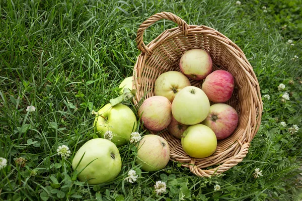 Яблоки упали из корзины на траву — стоковое фото
