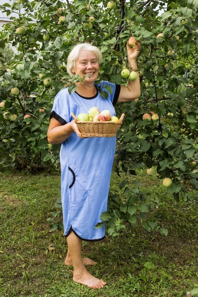Mature Summer Resident in the garden with apples — Stock Photo, Image
