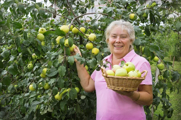 Äldre kvinna samla äpplen i trädgården — Stockfoto