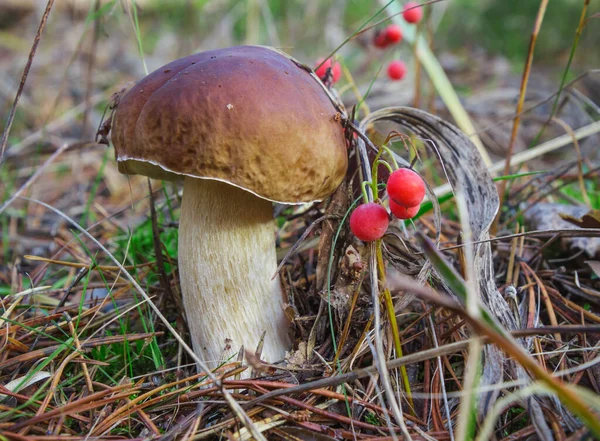 Βρείτε Φθινόπωρο Δάσος Porcini Μανιτάρι Συμβαίνουν Στο Τέλος Σεπτεμβρίου — Φωτογραφία Αρχείου