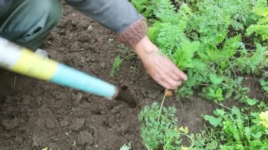Havuç hasadı. İşin arkasındaki çiftçi. Sonbaharda bu lezzetli kök meyvesini çıkarıyor.