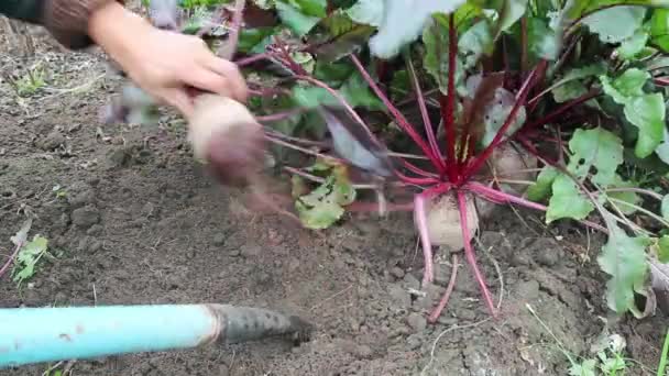 Rode Bieten Oogsten Tuinman Graaft Herfst Dit Nuttige Wortelfruit Uit — Stockvideo