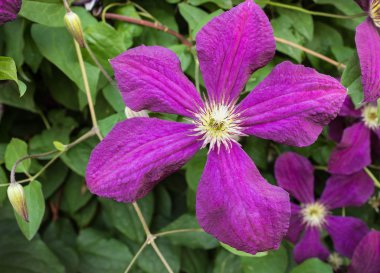 Akasma yaz bahçesinde Mor çiçekli