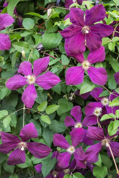 Clematis con flores moradas en el jardín de verano, fondo — Foto de Stock