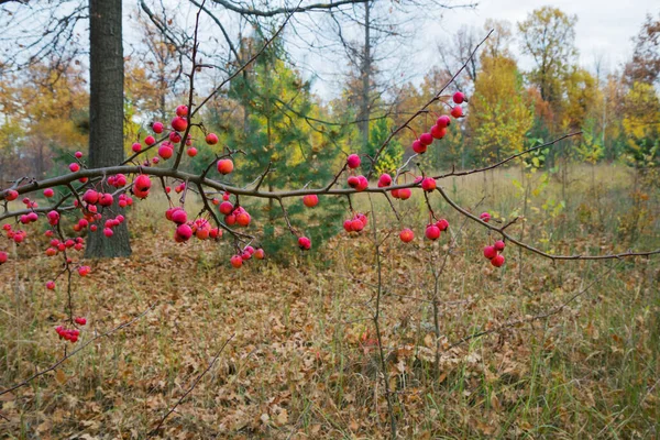 秋の森では 野生のリンゴの木の果物 10月 — ストック写真