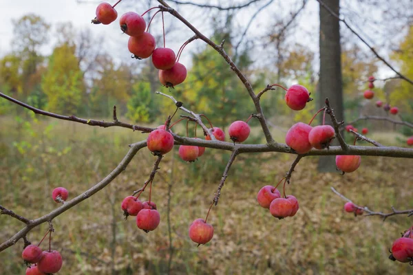 Dans Forêt Automne Une Branche Avec Les Fruits Pommier Sauvage — Photo