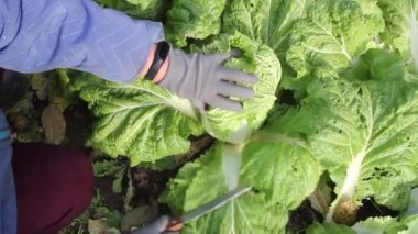 Pekin lahana hasadı. Ayrıca lahana. Bu sebze ekim ayında oldukça olgunlaşır.