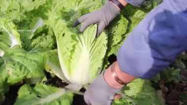 Pekin lahana hasadı. Bu sebze ekim ayında oldukça olgunlaşmış.