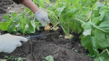 Şalgam hasat ediyor. Bahçıvan sonbaharda bu kullanışlı kök meyvesini çıkarır.