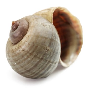 Boş bir salyangoz kabuğu. Avrupa 'nın en büyük salyangozu