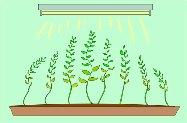 Plantules Croissance Tendues Vers Lumière Lampe Remplace Soleil — Image vectorielle