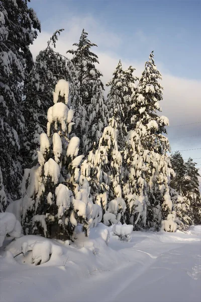 Trees Bend Weight Snow Heavy Snowfall Winter Russia — Stockfoto