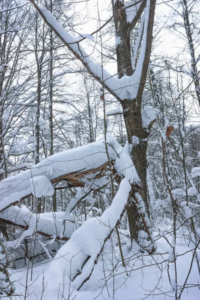 Schneefall Große Äste Von Bäumen Gebrochen Unter Der Last Des — Stockfoto
