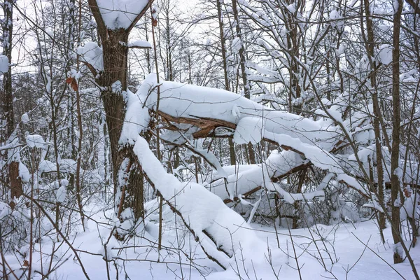 Die Bäume Brachen Unter Der Last Des Schnees Januar Fiel — Stockfoto