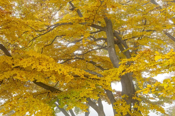 Autumn leaf — Stock Photo, Image