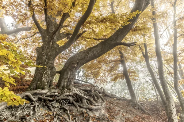 Herfst — Stockfoto