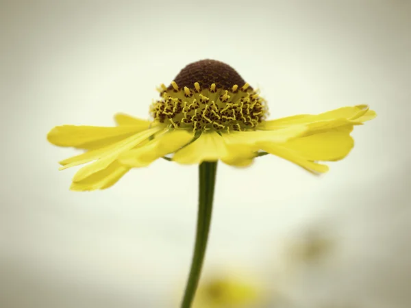Gele herfst bloem — Stockfoto