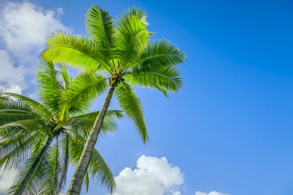 Palm tree — Stock Photo, Image