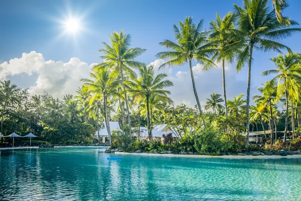 Palmeira e piscina — Fotografia de Stock