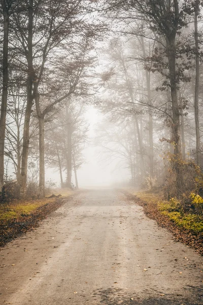 Foresta nebbiosa — Foto Stock