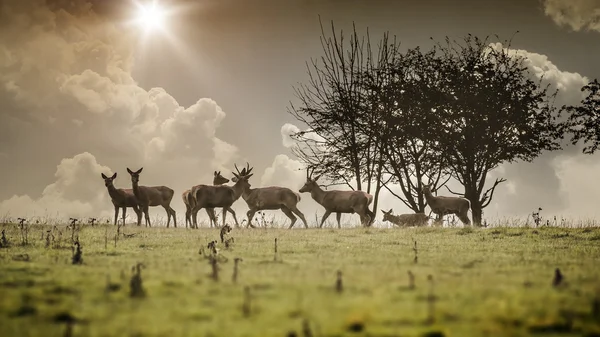 Some deer — Stock Photo, Image