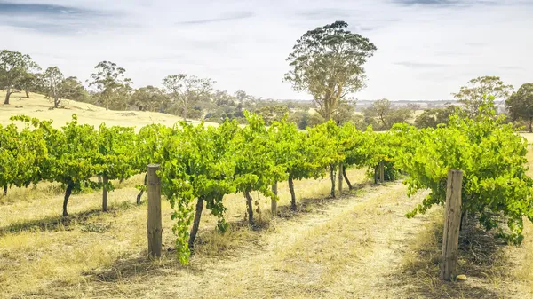 Barossa Valley — Stok fotoğraf