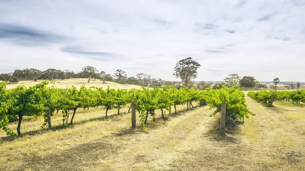 Barossa Valley — Stock fotografie