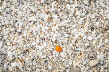 Deniz kabuğu arka plan