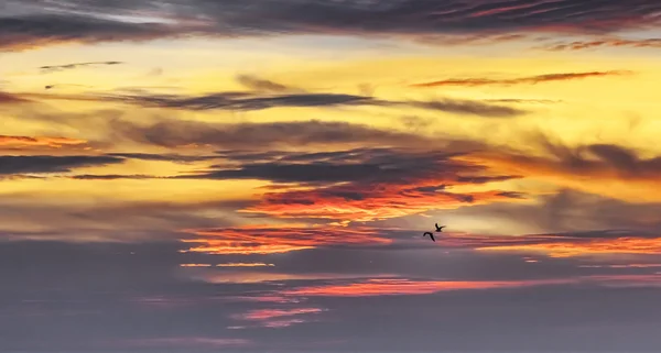 Birds in the sunset sky — Stock Photo, Image