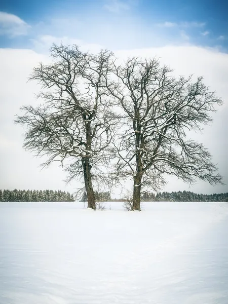 Zimní strom — Stock fotografie