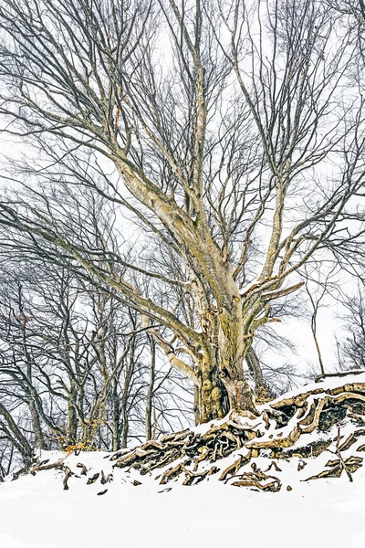 Árbol de invierno —  Fotos de Stock