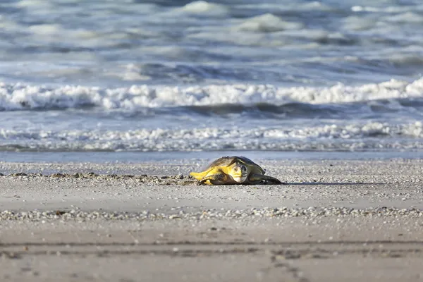 Turtle at the beach — Stock Photo, Image