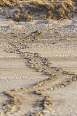 Kaplumbağa sahilde.