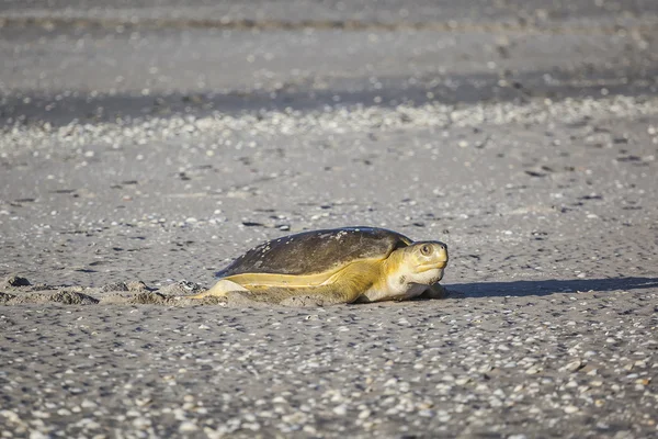 Turtle at the beach — Stock Photo, Image