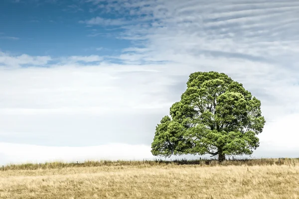 Дерево южной Австралии — стоковое фото